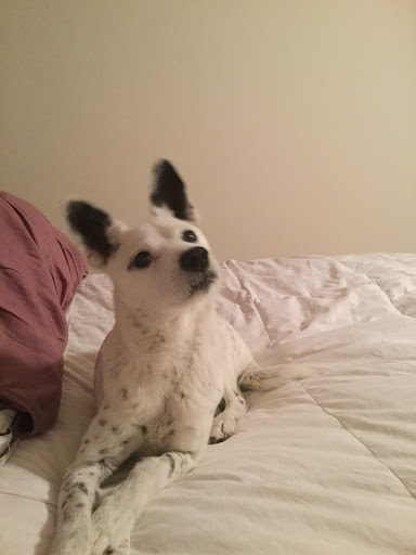 Pet Supply Store «Pet Life | Supplies, Services & Knowledge», reviews and photos, 517 S Broadway, Salem, NH 03079, USA