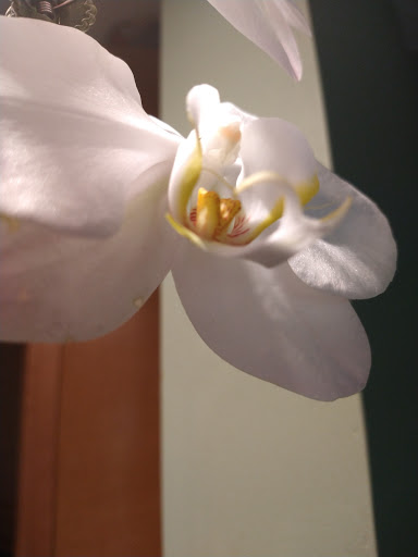 Florist «Victoria Park Flower Studio», reviews and photos, 901 NE 20th Ave, Fort Lauderdale, FL 33304, USA