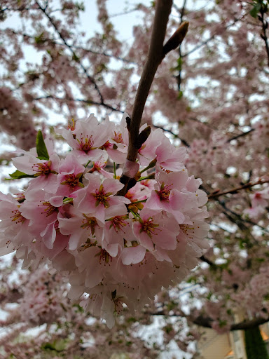 Park «Gough Park», reviews and photos, 9300 Honeygo Blvd, Perry Hall, MD 21128, USA