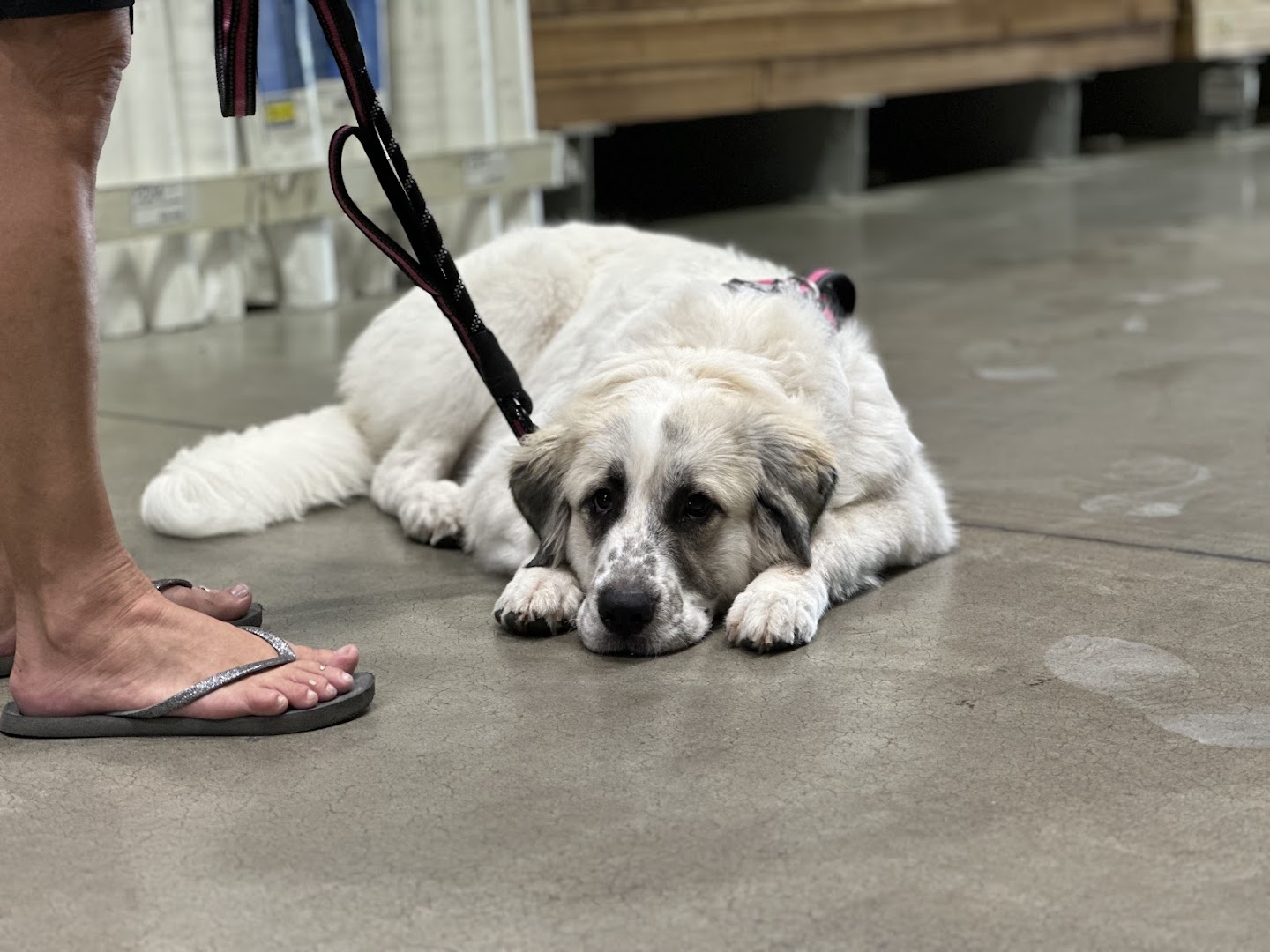 RGV Rescue Rangers Canine Training