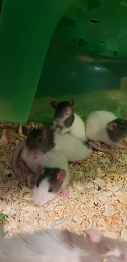 Pet Store «The Pet Stop Pet Shop», reviews and photos, 5152 Route 9w, Newburgh, Newburgh, NY 12550, USA