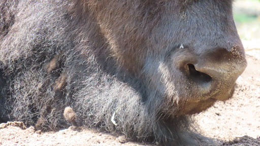 Tourist Attraction «Elephant Trails», reviews and photos, 3001 Connecticut Ave NW, Washington, DC 20008, USA