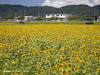 越前町朝日のひまわり畑