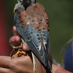 Photo n° 1 de l'avis de Heiszenberger.r fait le 10/07/2020 à 16:59 pour Parc Animalier Les Aigles du Verdon à Gréoux-les-Bains