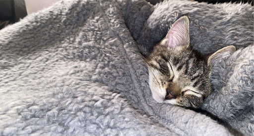 Pet Supply Store «Petco Animal Supplies», reviews and photos, 517 N 3rd Pl, Manhattan, KS 66502, USA