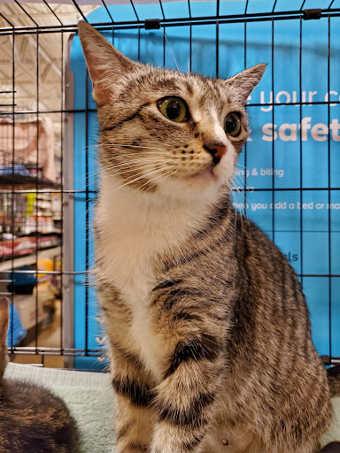 Pet Supply Store «PetSmart», reviews and photos, 730 S Sepulveda Blvd, El Segundo, CA 90245, USA