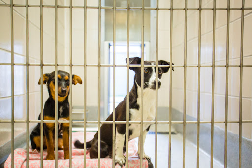 Placer County Animal Services Center image
