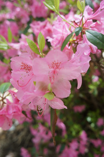 Park «Ghiloni Park», reviews and photos, 239 Concord Rd, Marlborough, MA 01752, USA