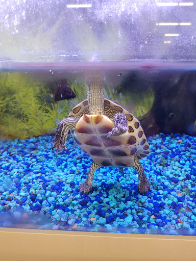 Pet Store «PetSmart», reviews and photos, 2211 Barrett Dr, Greenfield, IN 46140, USA