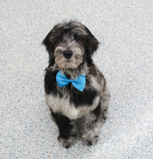 Pet Store «Animal Kingdom», reviews and photos, 5000 S Arizona Mills Cir, Tempe, AZ 85282, USA