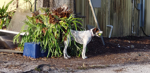 Pet Supply Store «Pet Supermarket», reviews and photos, 3806 S Dale Mabry Hwy, Tampa, FL 33629, USA