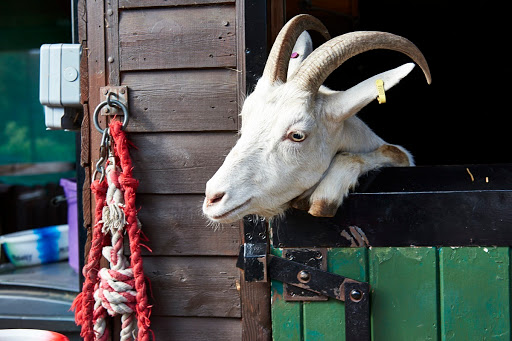 Kentish Town City Farm London