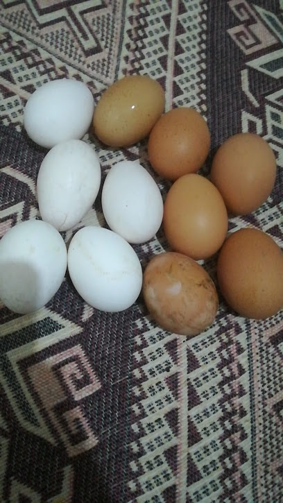 Sarıyer gezen tavuk yumurta ciftligi