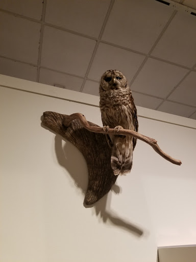 Art Museum «Bruce Museum», reviews and photos, 1 Museum Dr, Greenwich, CT 06830, USA