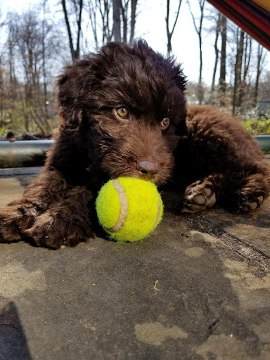 Pet Store «Just Puppies Inc», reviews and photos, 2004 Veirs Mill Rd, Rockville, MD 20851, USA