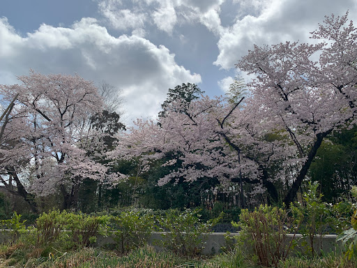 玉川上水