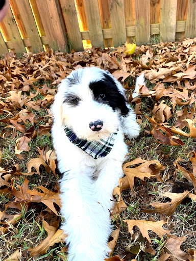NWA Sheepadoodles