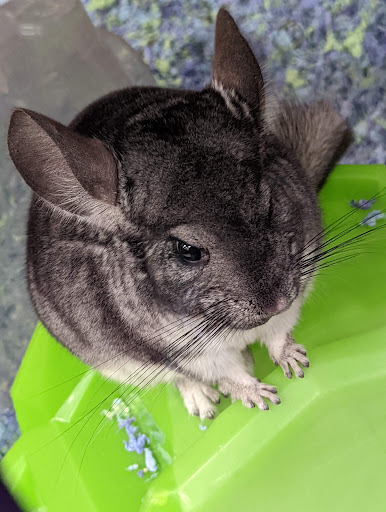 Pet Supply Store «Petco Animal Supplies», reviews and photos, 3012 Bridgepointe Pkwy, San Mateo, CA 94404, USA