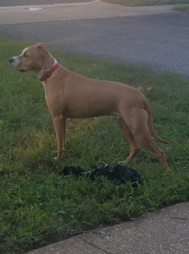 Pet Supply Store «Petco Animal Supplies», reviews and photos, 8909 Branch Ave d, Clinton, MD 20735, USA