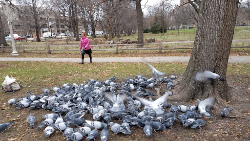 Park «Welles Park», reviews and photos, 2333 W Sunnyside Ave, Chicago, IL 60625, USA