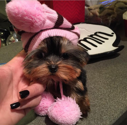 Pet Supply Store «Woof Woof Puppies & Boutique», reviews and photos, 29555 Northwestern Hwy, Southfield, MI 48034, USA