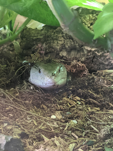 Tropical Fish Store «Harris In Wonderland», reviews and photos, 12 W Main St, Avon, CT 06001, USA