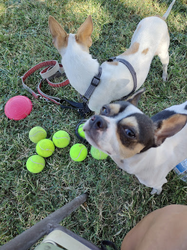Park «Grover Basin Dog Park», reviews and photos, 17445 N 20th St, Phoenix, AZ 85022, USA