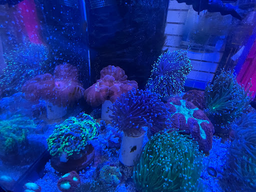 Pet Store «Corals and Fins», reviews and photos, 5011 W Hillsborough Ave, Tampa, FL 33634, USA