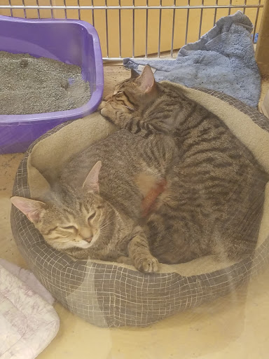 Pet Supply Store «PetSmart», reviews and photos, 2 Brick Plaza, Brick, NJ 08723, USA