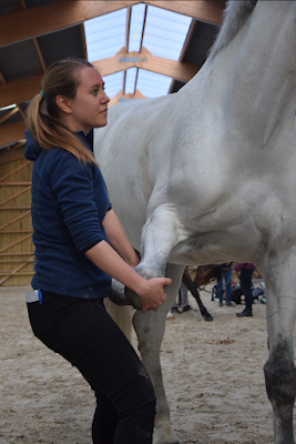 Hermine Castellan - Ostéopathe pour animaux à Toulouse