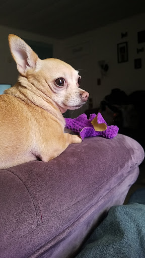 Pet Supply Store «PetSmart», reviews and photos, 1183 Berkshire Blvd, Wyomissing, PA 19610, USA