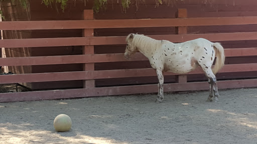 History Museum «Rancho Los Alamitos», reviews and photos, 6400 Bixby Hill Rd, Long Beach, CA 90815, USA