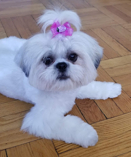 Pet Store «Doggy Dog World Inc», reviews and photos, 2552 Coney Island Ave, Brooklyn, NY 11223, USA