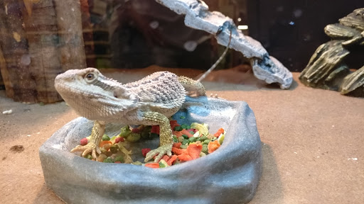 Pet Supply Store «PetSmart», reviews and photos, 2356 W State Rte 89A, Sedona, AZ 86336, USA