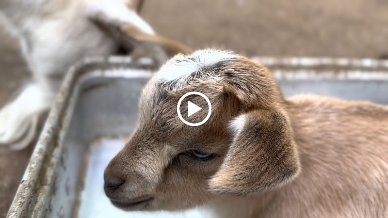 ふるさと牧場