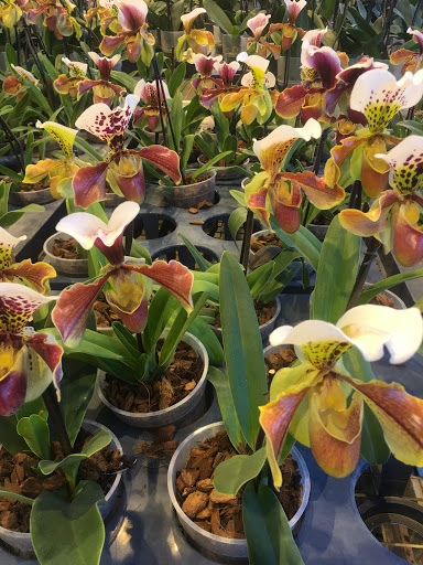 Wholesale Florist «Urban Jungle», reviews and photos, 2603 Sherman Ave NW, Washington, DC 20001, USA