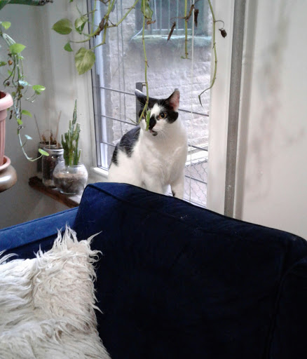 Pet Store «Bushy Tails», reviews and photos, 1087 Flushing Ave, Brooklyn, NY 11237, USA