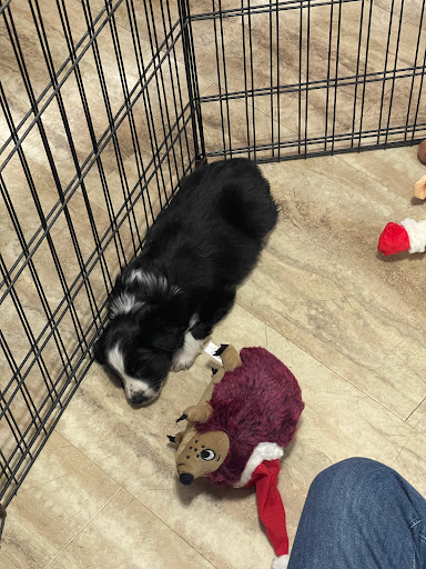 Pet Store «Animal House», reviews and photos, 7869 Hamilton Ave, Cincinnati, OH 45231, USA