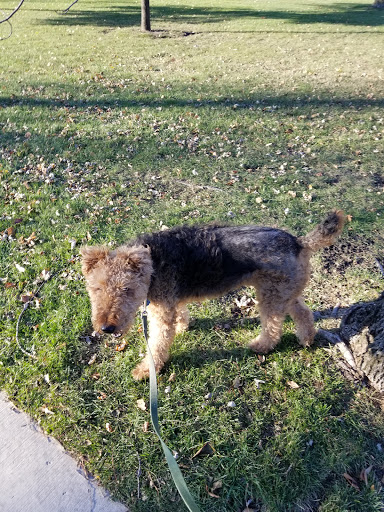 Park «Ehlert Park», reviews and photos, Congress Park Ave, Brookfield, IL 60513, USA