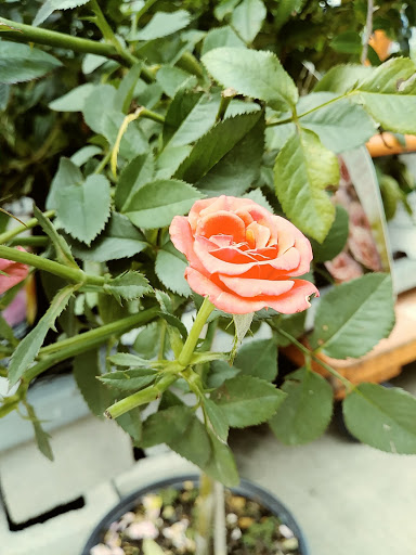 Home Improvement Store «The Home Depot», reviews and photos, 530 Turnpike Rd, Shrewsbury, MA 01545, USA