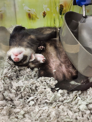 Pet Supply Store «Petco Animal Supplies», reviews and photos, 29560 W Seven Mile Rd, Livonia, MI 48152, USA