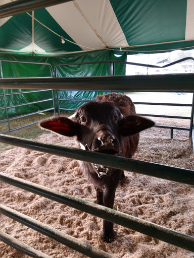 Convention Center «Highlands News-Sun Center - Fair Grounds», reviews and photos, 781 Magnolia Ave, Sebring, FL 33870, USA