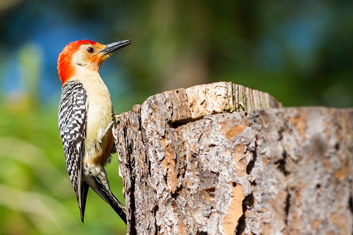 Park «Wall Springs Park», reviews and photos, 3725 Desoto Blvd, Palm Harbor, FL 34683, USA