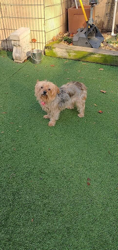 Pet Groomer «The Pet Set - Buckhead», reviews and photos, 2480 Briarcliff Rd NE #3, Atlanta, GA 30329, USA