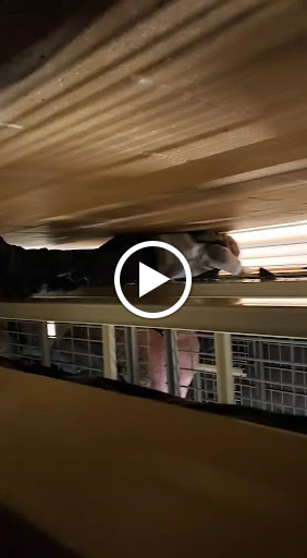 Pet Supply Store «PetSmart», reviews and photos, 1760 Apple Glen Blvd, Fort Wayne, IN 46804, USA