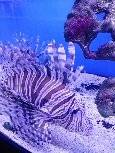 Shopping Mall «Cromwell Field Shopping Center», reviews and photos, 7383 Baltimore Annapolis Blvd, Glen Burnie, MD 21061, USA