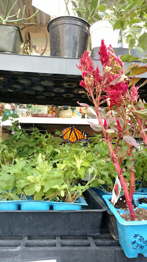 Hardware Store «Tierrasanta Ace Hardware», reviews and photos, 10615-A Tierrasanta Blvd, San Diego, CA 92124, USA