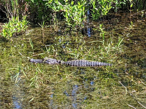 Nature Preserve «Green Swamp Wilderness Preserve», reviews and photos, 28057 FL-471, Webster, FL 33597, USA