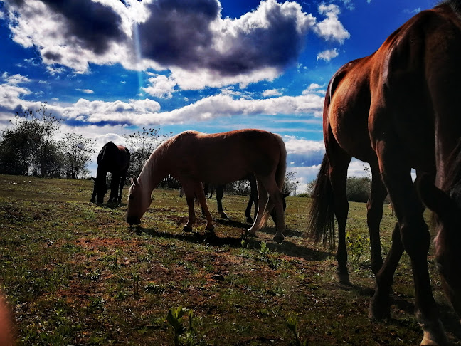 Comentarii opinii despre Dominika Ranch