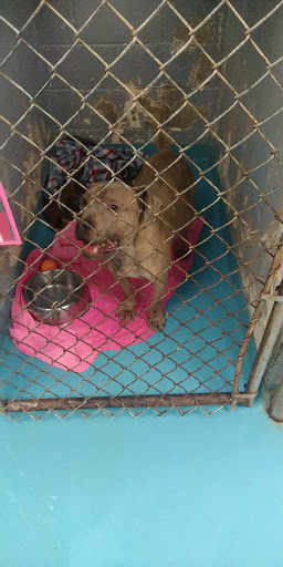 Animal Shelter «South Suburban Humane Society», reviews and photos